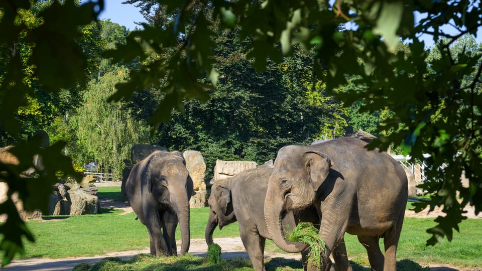 Foto: ZOO Praha