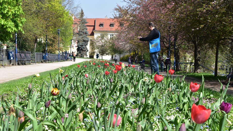 Rozkvetlé tulipány Rozkvetlé tulipány