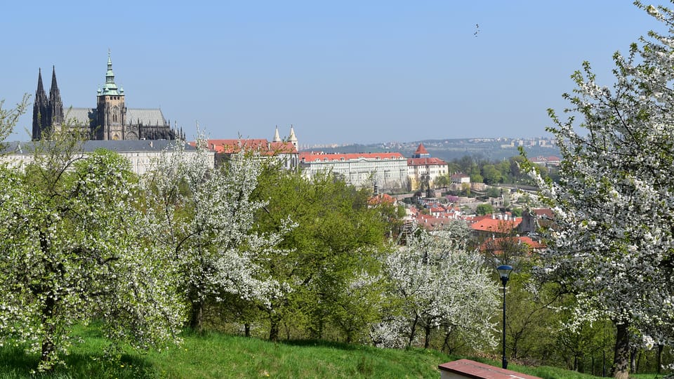 Rozkvetlý ovocný sad na svahu Petřína Rozkvetlý ovocný sad na svahu Petřína
