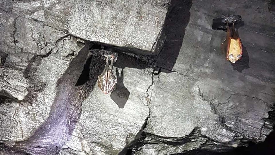 Živého netoypýra od modelu ve Flascharově dole nerozeznáte | Foto: Zdeňka Kuchyňová, Radio Prague International Živého netoypýra od modelu ve Flascharově dole nerozeznáte | Foto: Zdeňka Kuchyňová, Radio Prague International