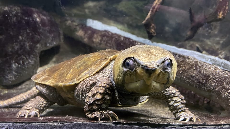 Hlavec plochý je druh želvy původem z Asie | Foto: Kateřina Dobrovolná, Český rozhlas Hlavec plochý je druh želvy původem z Asie | Foto: Kateřina Dobrovolná, Český rozhlas