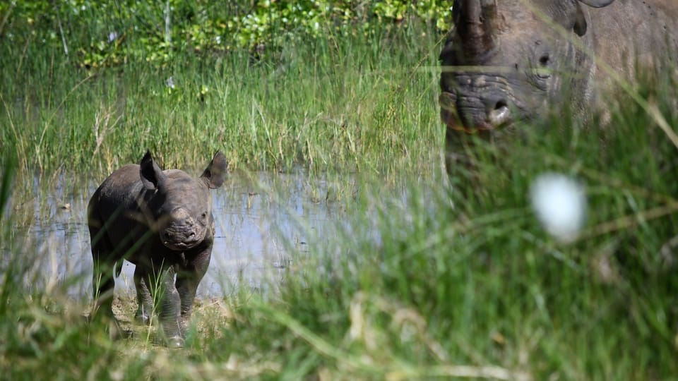 První mládě královédvorské samice Jasiri,  které porodila ve volné přírodě | Foto: Drew Bantlin,  Safari Park Dvůr Králové / Nosorožci do Rwandy