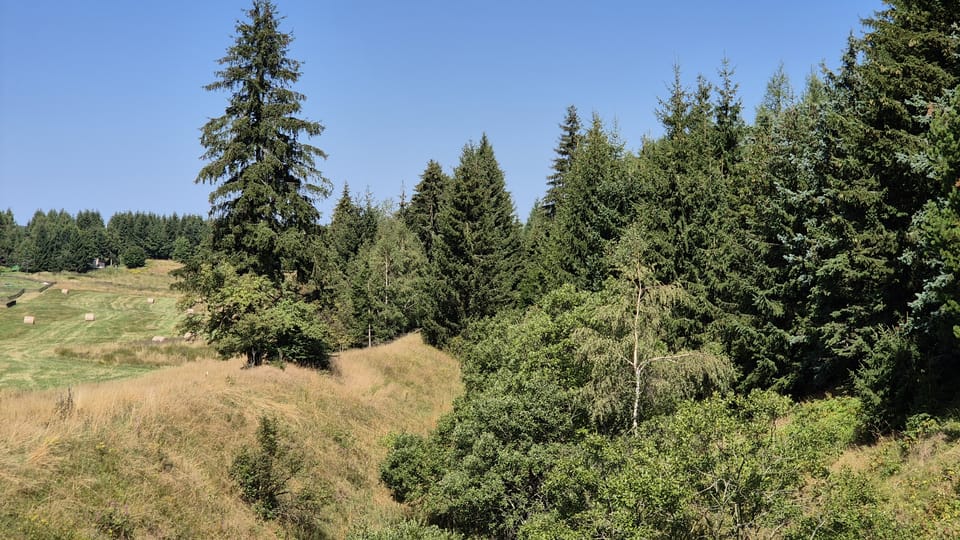 Na německé straně je železniční trať zaplavená nálety stromů a keřů | Foto: Petr Lukeš,  Radio Prague International