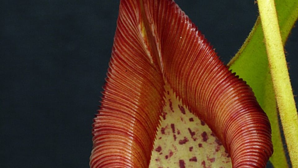 Nepenthes petiolata | Foto: Tomáš Vávra, Univerzita Palackého v Olomouci Nepenthes petiolata | Foto: Tomáš Vávra, Univerzita Palackého v Olomouci