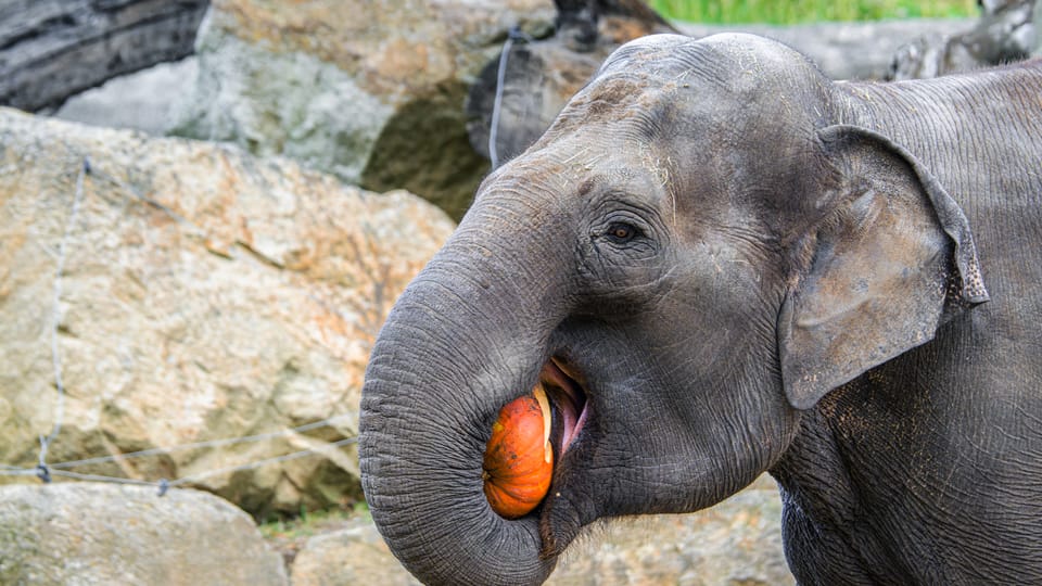 Foto: ZOO Praha