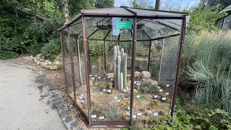 Kaktusy v zoologické zahradě Plzeň,  která je zároveň zahradou botanickou | Foto: Kateřina Dobrovolná,  Český rozhlas