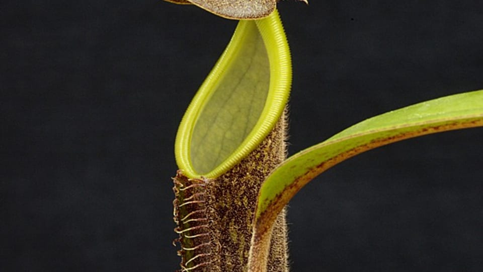 Nepenthes mikei | Foto: Tomáš Vávra,  Univerzita Palackého v Olomouci