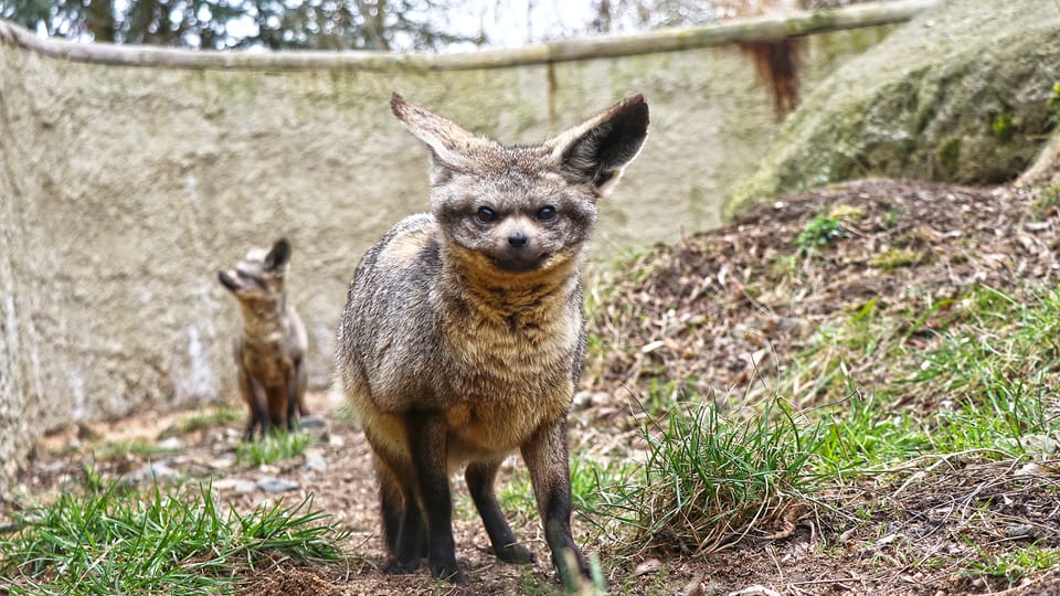 Pes ušatý | Foto: Kateřina Misíková, ZOO Plzeň Pes ušatý | Foto: Kateřina Misíková, ZOO Plzeň