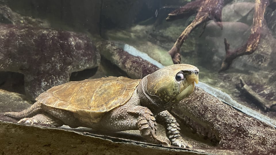 Hlavec plochý je druh želvy původem z Asie | Foto: Kateřina Dobrovolná,  Český rozhlas