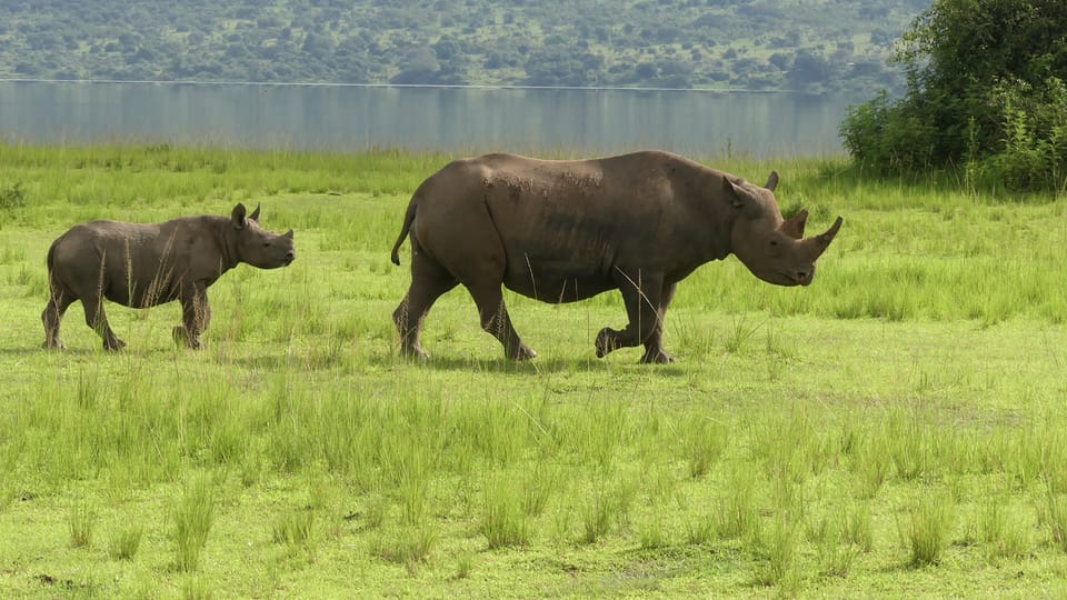 Samice Jasiri se svým mládětem v národním parku Akagera v africké Rwandě | Foto: Jan Žďárek,  Monika Darvašová,  Safari Parku Dvůr Králové