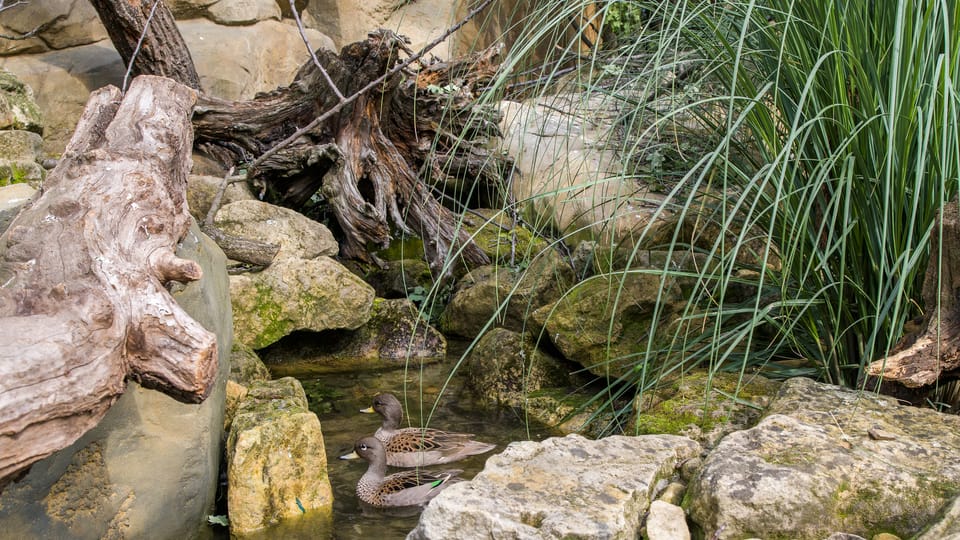 Čírka žlutozobá, foto: Petr Hamerník, archiv Zoo Praha Čírka žlutozobá, foto: Petr Hamerník, archiv Zoo Praha