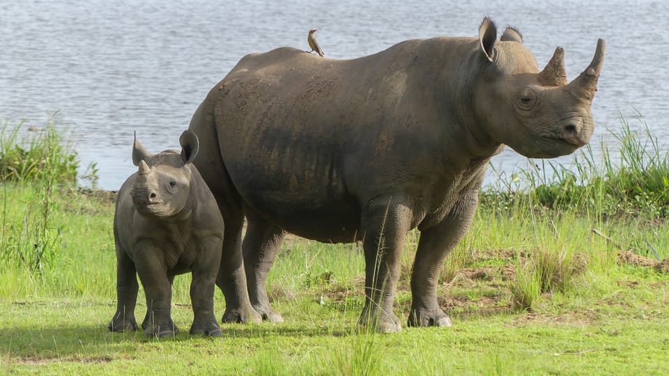 Samice Jasiri se svým mládětem v národním parku Akagera v africké Rwandě | Foto: Jan Žďárek,  Monika Darvašová,  Safari Parku Dvůr Králové