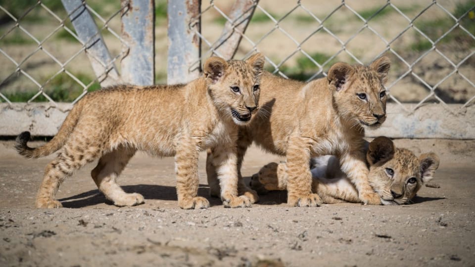Mláďata lvů berberských ve dvorském safari parku | Foto: Helena Hubáčková, Safari Park Dvůr Králové Mláďata lvů berberských ve dvorském safari parku | Foto: Helena Hubáčková, Safari Park Dvůr Králové