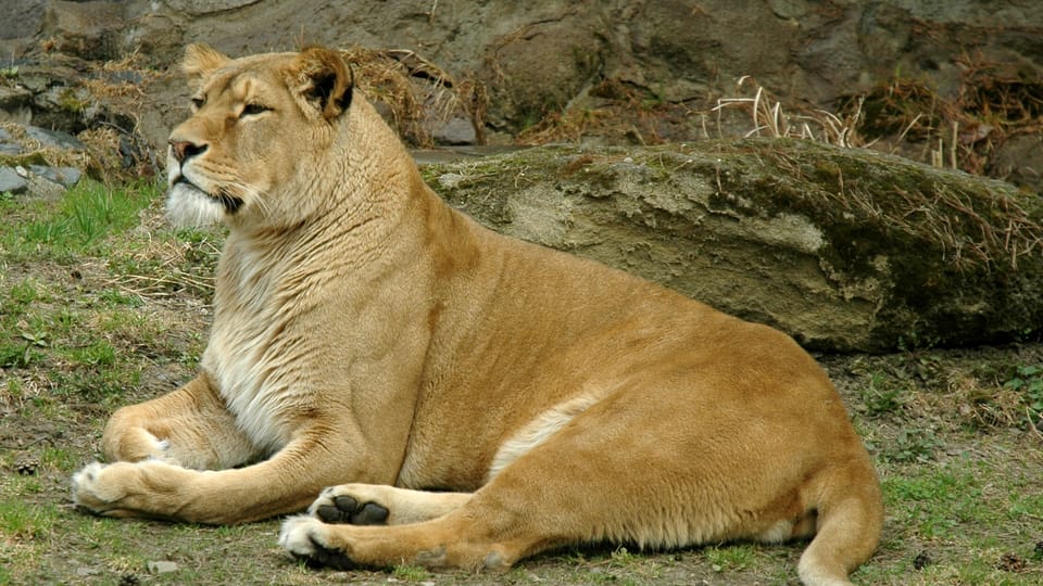 Lev berberský | Foto: Zoo Olomouc Lev berberský | Foto: Zoo Olomouc