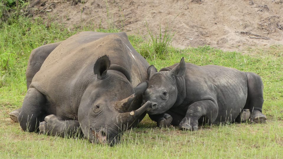 Samice Jasiri se svým mládětem v národním parku Akagera v africké Rwandě | Foto: Jan Žďárek,  Monika Darvašová,  Safari Parku Dvůr Králové