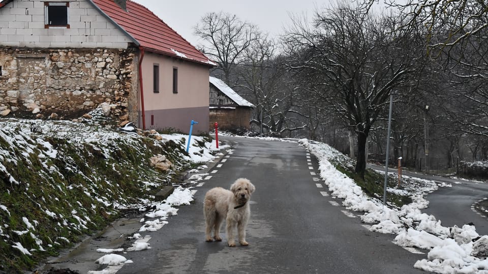 Mírumilovný hlídač Svaté Heleny | Foto: Břetislav Tureček Mírumilovný hlídač Svaté Heleny | Foto: Břetislav Tureček