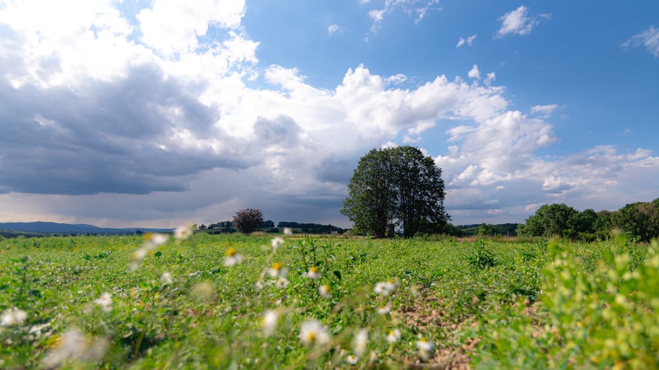 Lípy u Wohlmannova kříže | Foto: Lucie Mojžíšová,  Strom roku