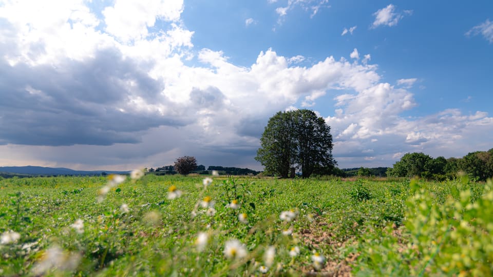 Lípy u Wohlmannova kříže | Foto: Lucie Mojžíšová, Strom roku Lípy u Wohlmannova kříže | Foto: Lucie Mojžíšová, Strom roku