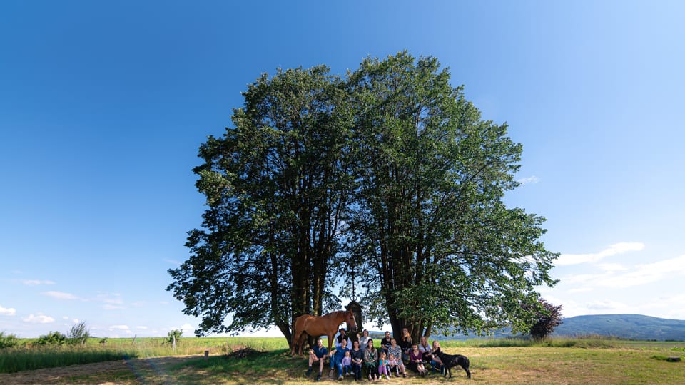 Lípy u Wohlmannova kříže | Foto: Lucie Mojžíšová, Strom roku Lípy u Wohlmannova kříže | Foto: Lucie Mojžíšová, Strom roku
