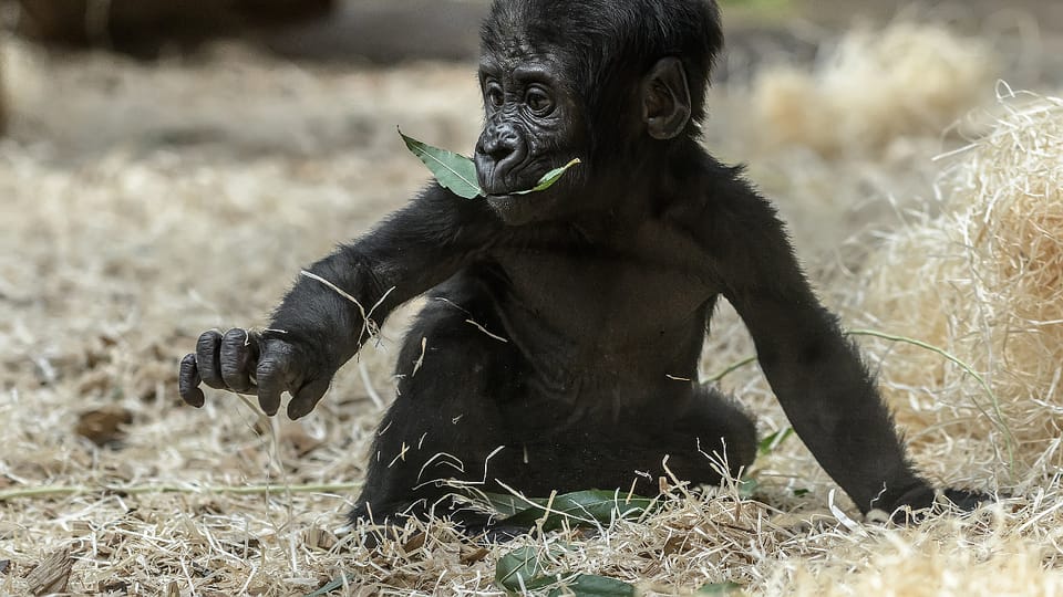 Mládě gorily Ajabu, foto: Petr Hamerník, Zoo Praha Mládě gorily Ajabu, foto: Petr Hamerník, Zoo Praha