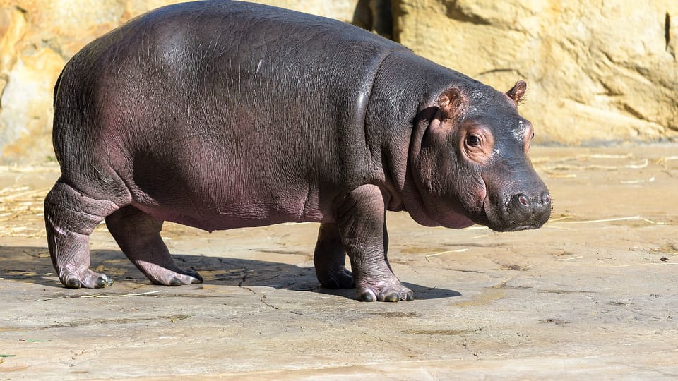 Mládě hrocha obojživelného Fanda, foto: Petr Hamerník, Zoo Praha Mládě hrocha obojživelného Fanda, foto: Petr Hamerník, Zoo Praha