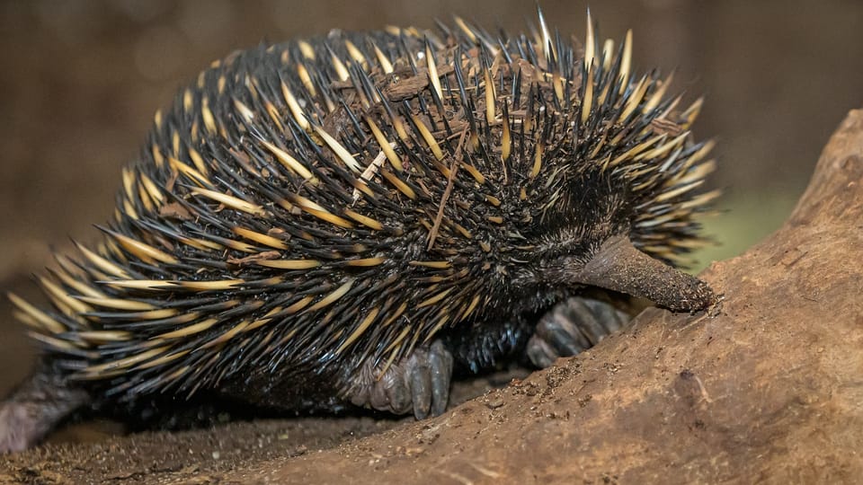 Ježura,  foto: archiv Zoo Praha