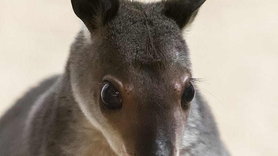 Klokan Hagenův, foto: Petr Hamerník, Zoo Praha Klokan Hagenův, foto: Petr Hamerník, Zoo Praha