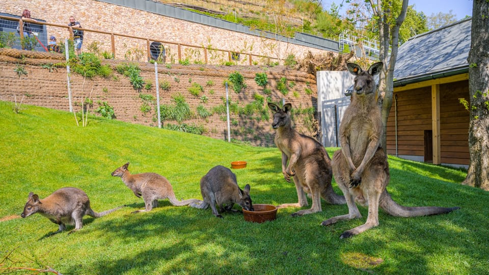 Klokani rudokrcí a obrovští,  foto: archiv Zoo Praha