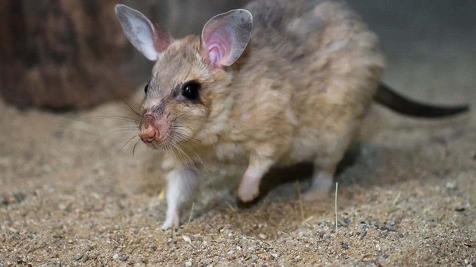 Křeček velký, foto: Petr Hamerník, Zoo Praha Křeček velký, foto: Petr Hamerník, Zoo Praha