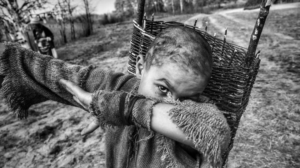 Nabarvené ptáče, foto: ČT Nabarvené ptáče, foto: ČT