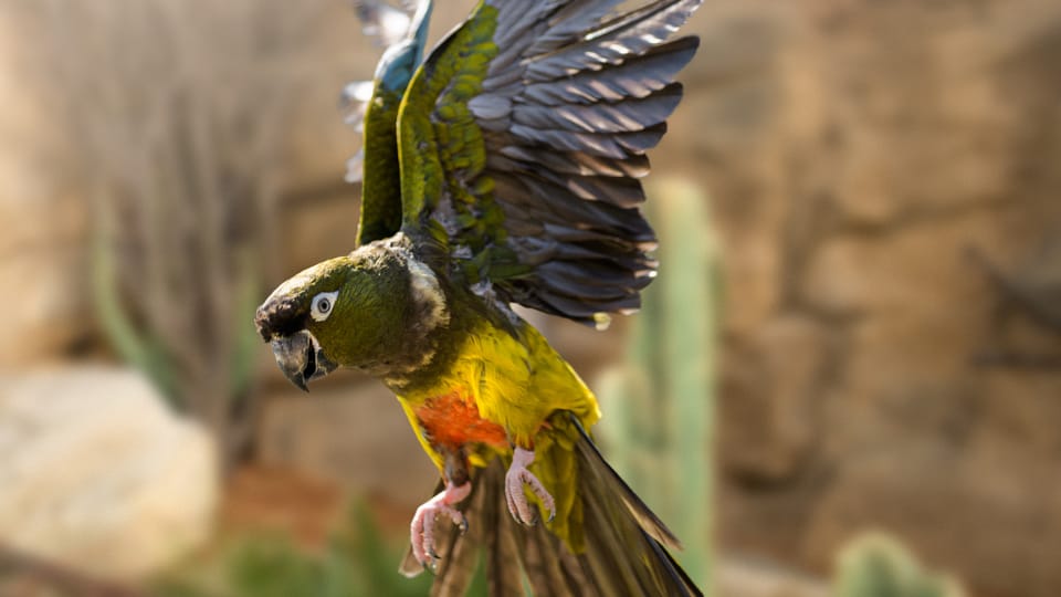 Papoušek patagonský chilský,  foto: Petr Hamerník,  archiv Zoo Praha