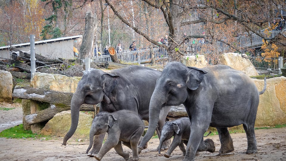 Slonice Tamara a Janita se svými slůňaty ve výběhu, foto: Jana Myslivečková, Zoo Praha Slonice Tamara a Janita se svými slůňaty ve výběhu, foto: Jana Myslivečková, Zoo Praha