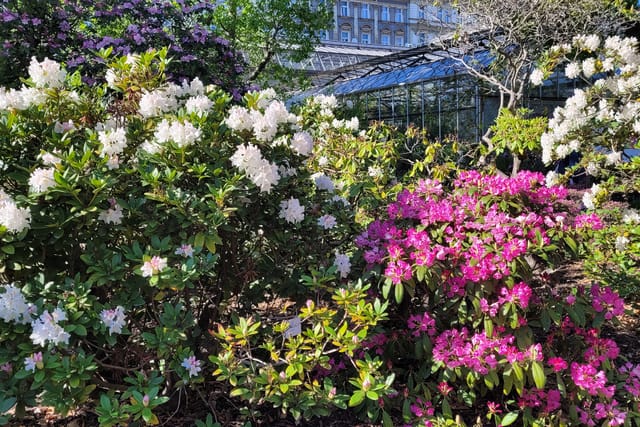 Rhododendrony v Botanické zahradě UK Na Slupi | Foto: Hana Slavická,  Radio Prague International