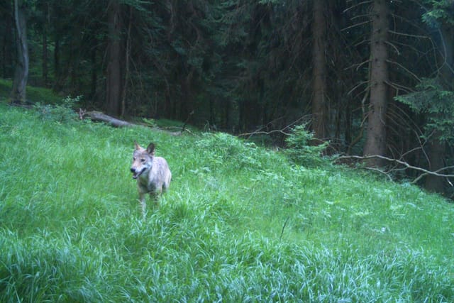 Vlk v Krkonoších | Foto: KRNAP