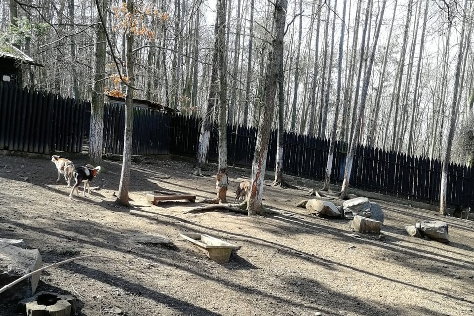 Zookoutek v Chuchelském háji, foto: Štěpánka Budková Zookoutek v Chuchelském háji, foto: Štěpánka Budková
