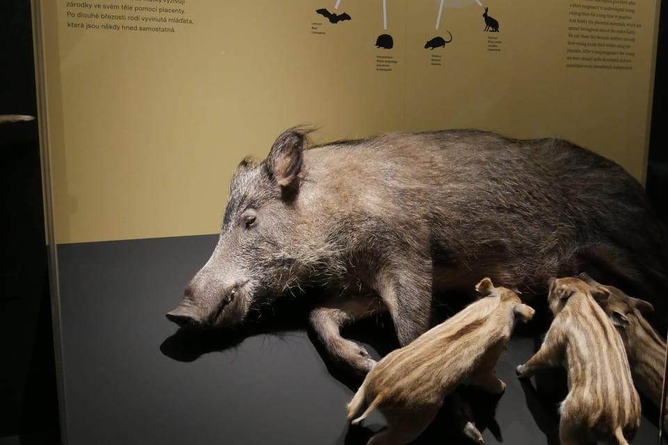 Výstava 'Zázraky evoluce' v Národním muzeu | Foto: Zoé Samin, Radio Prague International Výstava 'Zázraky evoluce' v Národním muzeu | Foto: Zoé Samin, Radio Prague International