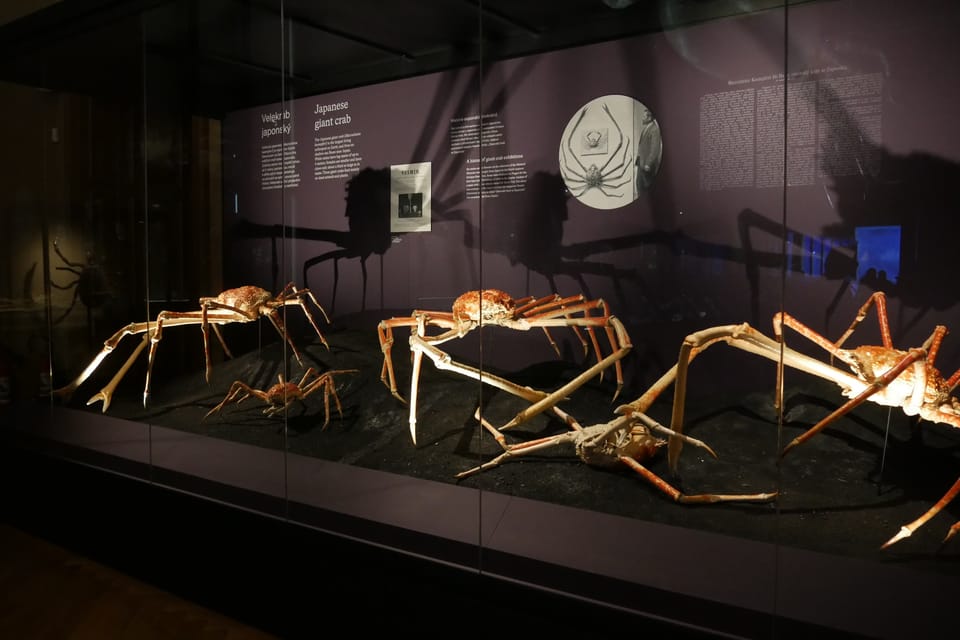 Výstava 'Zázraky evoluce' v Národním muzeu | Foto: Zoé Samin, Radio Prague International Výstava 'Zázraky evoluce' v Národním muzeu | Foto: Zoé Samin, Radio Prague International