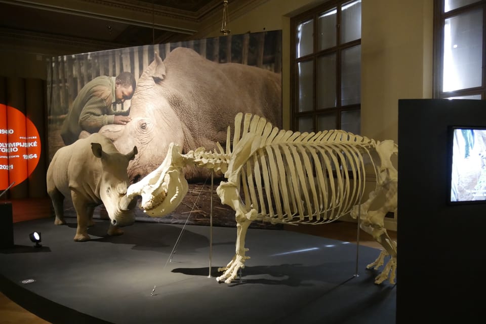 Výstava 'Zázraky evoluce' v Národním muzeu | Foto: Zoé Samin, Radio Prague International Výstava 'Zázraky evoluce' v Národním muzeu | Foto: Zoé Samin, Radio Prague International