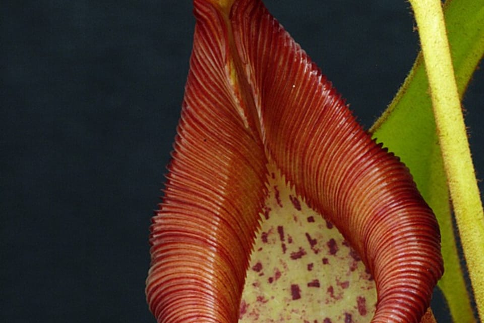 Nepenthes petiolata | Foto: Tomáš Vávra, Univerzita Palackého v Olomouci Nepenthes petiolata | Foto: Tomáš Vávra, Univerzita Palackého v Olomouci