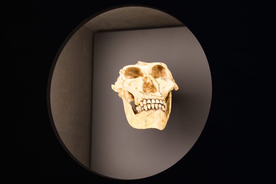 Australopithecus robustus | Foto: Barbora Navrátilová,  Radio Prague International