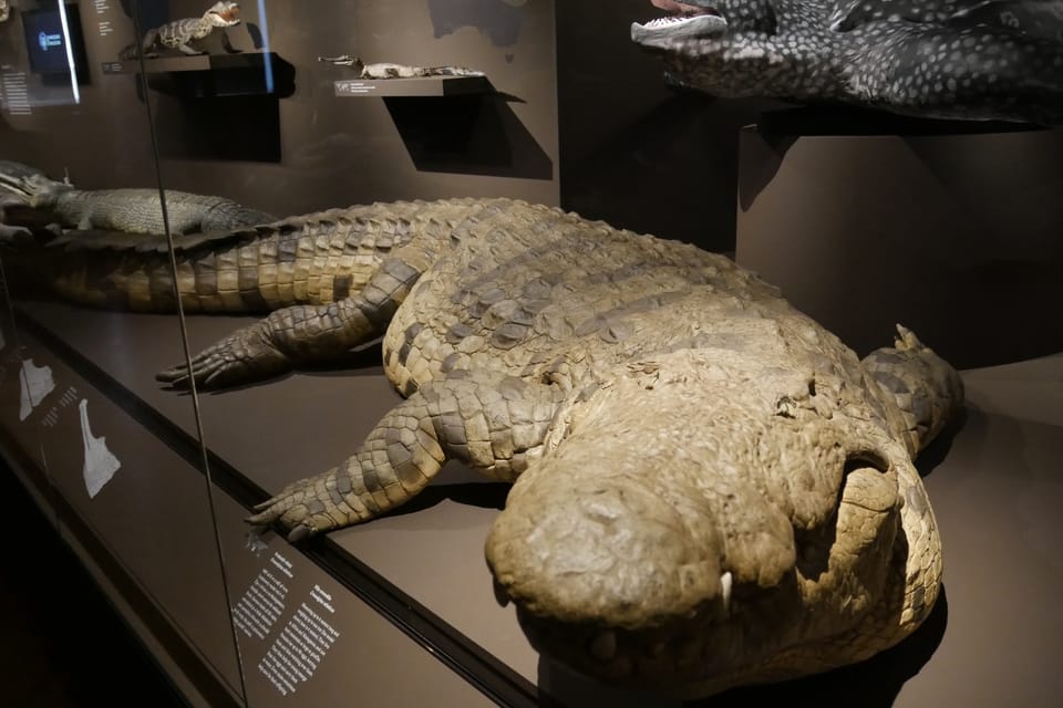 Výstava 'Zázraky evoluce' v Národním muzeu | Foto: Zoé Samin, Radio Prague International Výstava 'Zázraky evoluce' v Národním muzeu | Foto: Zoé Samin, Radio Prague International