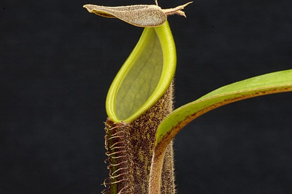 Nepenthes mikei | Foto: Tomáš Vávra, Univerzita Palackého v Olomouci Nepenthes mikei | Foto: Tomáš Vávra, Univerzita Palackého v Olomouci