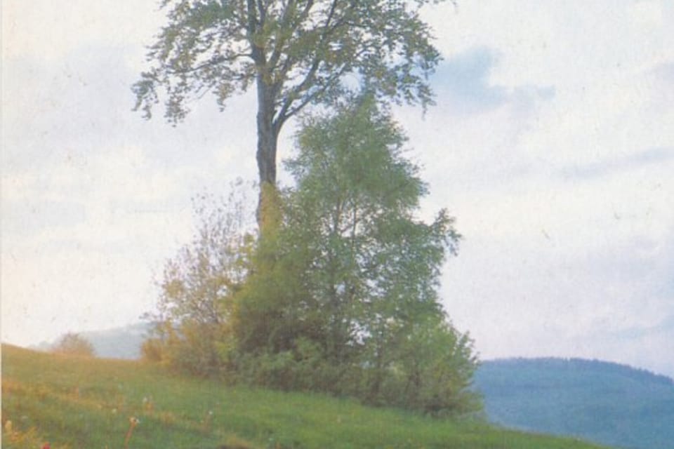 QSL 1992, orchideje | Foto: APF Český rozhlas QSL 1992, orchideje | Foto: APF Český rozhlas