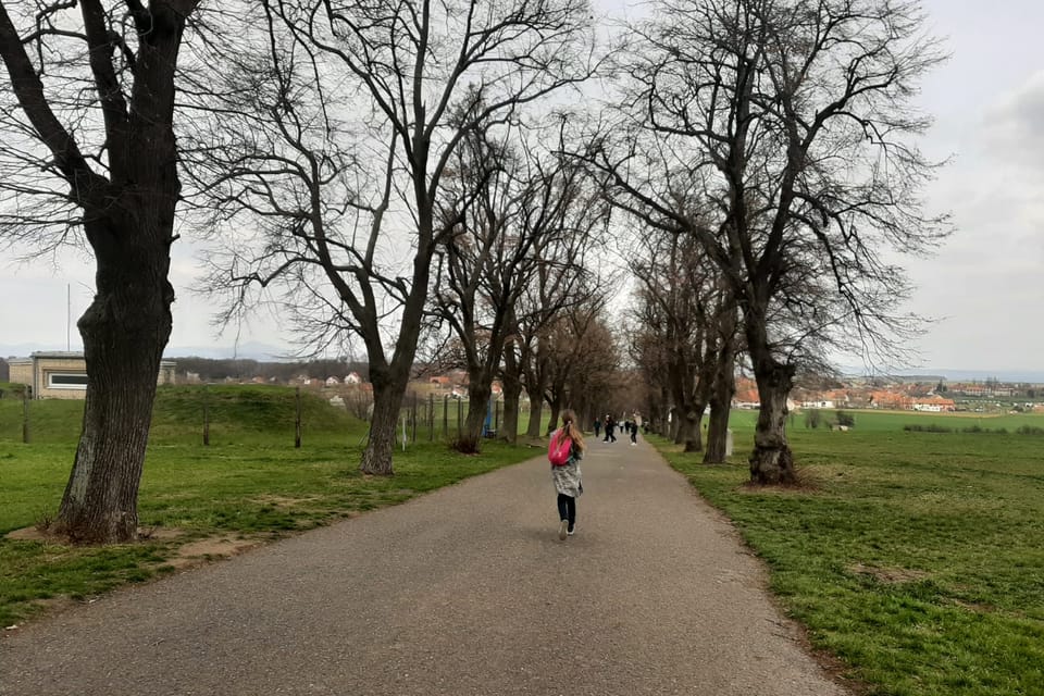 Lipová alej pod Řípem | Foto: Lenka Žižková, Radio Prague International Lipová alej pod Řípem | Foto: Lenka Žižková, Radio Prague International