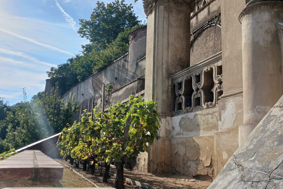 Vinná réva ve Velké Pálffyovské zahradě | Foto: Lenka Žižková, Radio Prague International Vinná réva ve Velké Pálffyovské zahradě | Foto: Lenka Žižková, Radio Prague International