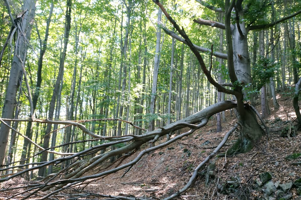 Vlhošť,  foto: Bohumil Šimčík