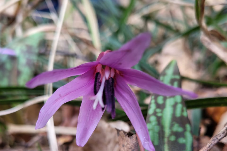 Kandík psí zub | Foto: Hana Slavická, Radio Prague International Kandík psí zub | Foto: Hana Slavická, Radio Prague International