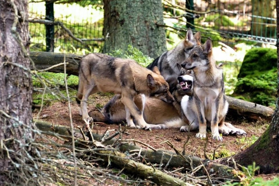 Vlci na Šumavě v Srní | Foto: Jiří Čondl,  ,  Český rozhlas