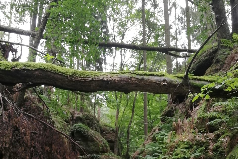 Studená rokle,  foto: Štěpánka Budková